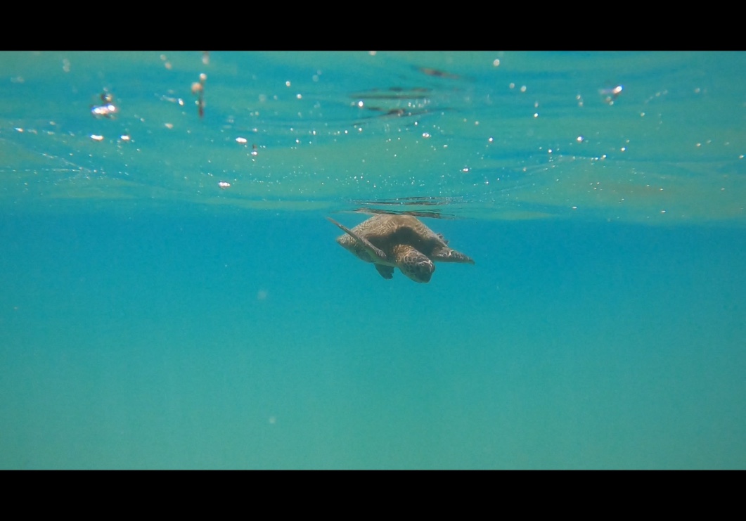 How to see sea turtles on the Big Island!