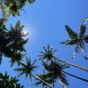 Kona vs. Hilo: Find out what Big Island city you will enjoy more!