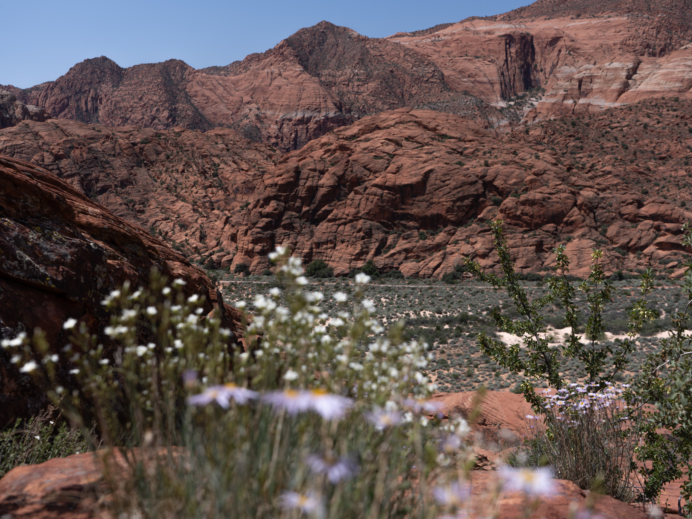 Five reasons you will love Snow Canyon State Park